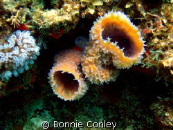 Sponges seen at Isla Mujeres May 2008.  Photo taken with ... by Bonnie Conley 